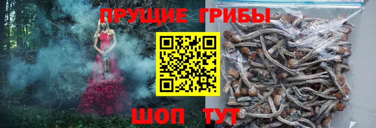 Псилоцибиновые грибы Cubensis  Псилоцибиновые грибы Psilocybine cubensis  Вход с VPN  Выкса 